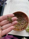 Heather Flowers (calluna vulgaris)- Witching Flowers