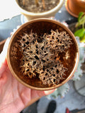 Witches Burr’s - American Sweet Gum (Wildrafted)