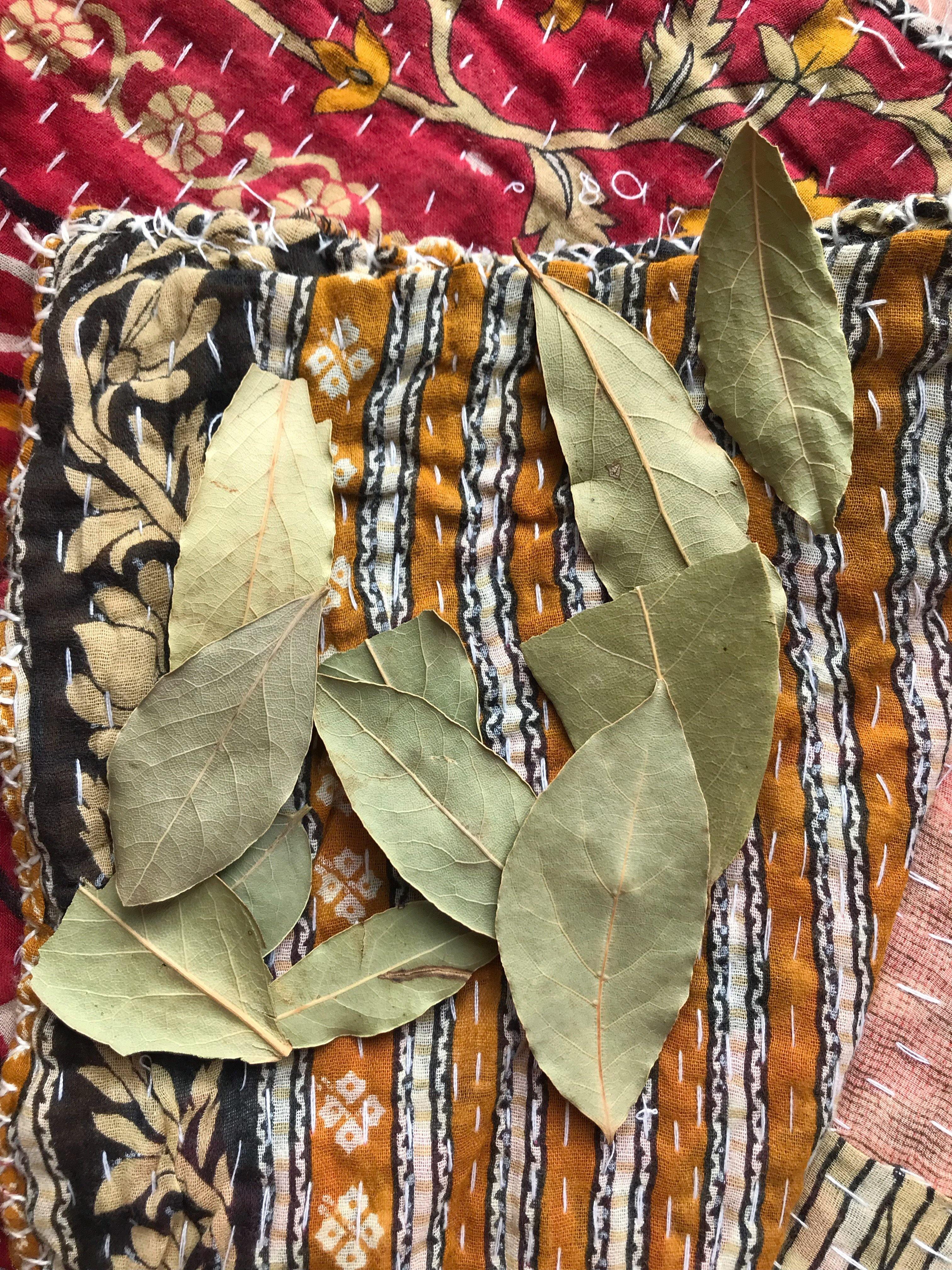 Bay Laurel (Laurus nobilis) - Witching Herbs