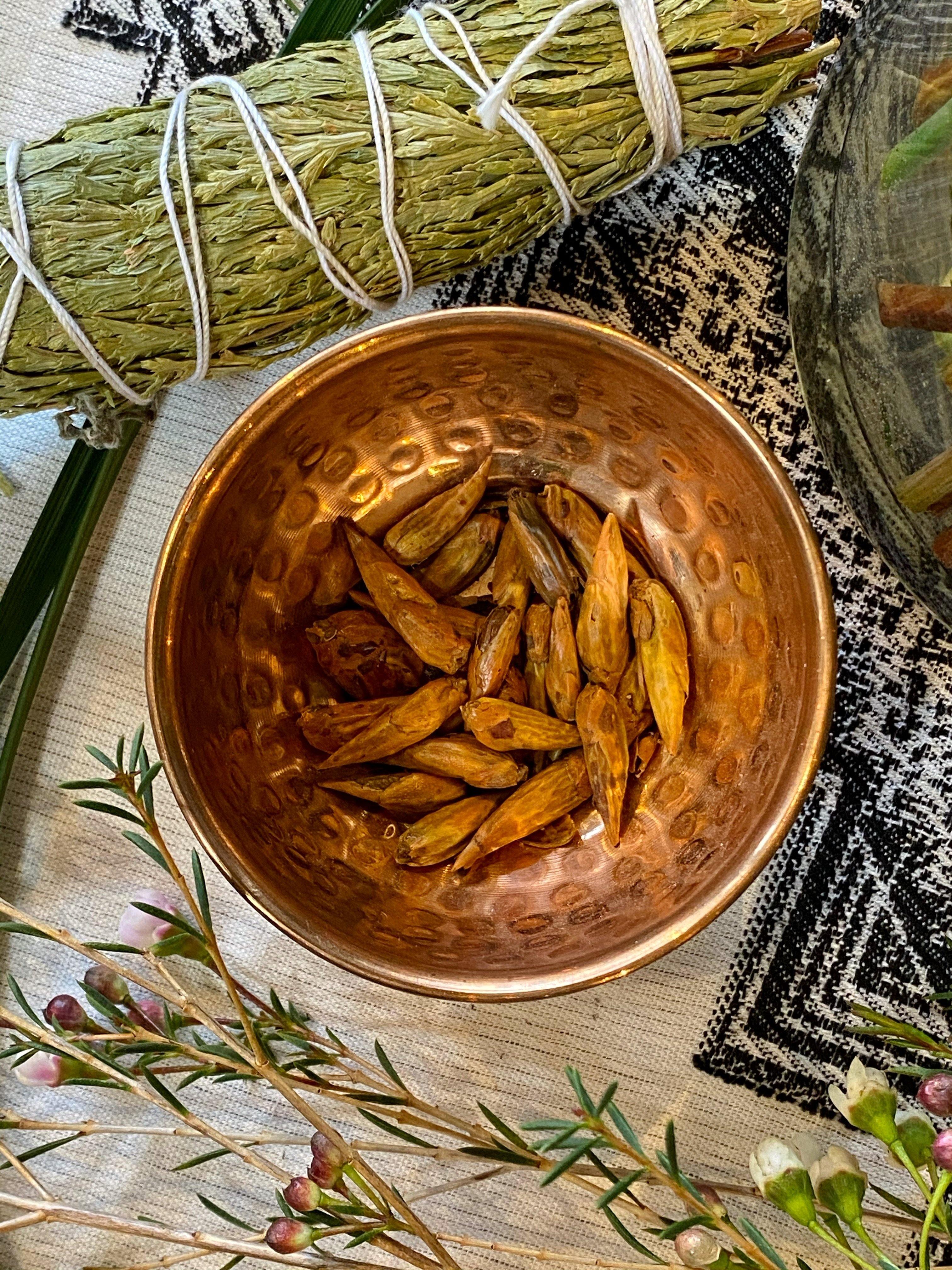 Balm of Gilead (Populus candicans) - Witching Herb